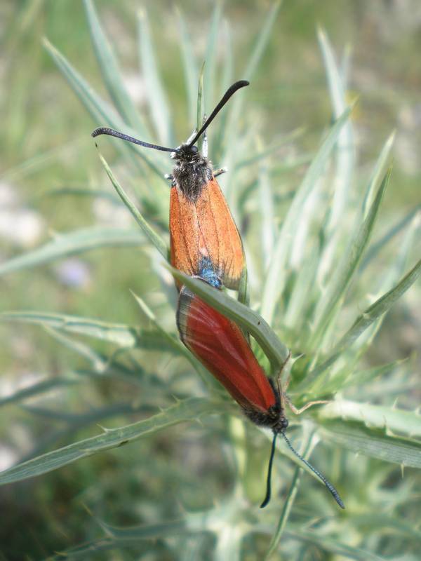 Zygaenidae dell''Umbria da identificare